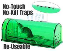 Which Humane Mouse Traps ACtually Work?