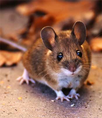 Field Mouse - How to Get Rid of Mice in Your Walls - and Back Out into the Fields!