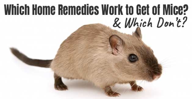 Household Items to Get Rid of Mice - Which Ones Work?