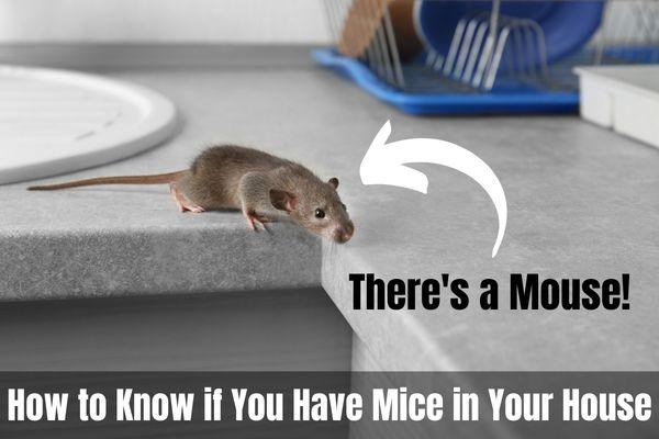 How to Know if You have Mice in Your House