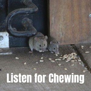 Listen for Mice Chewing to Find Out if You Have Mice in Your House