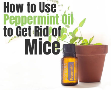 How to Use Peppermint Oil to Get Rid of Mice